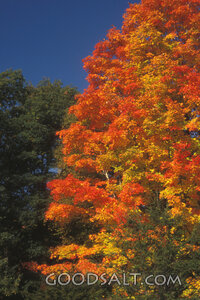 Autumn Maple in God’s Creation