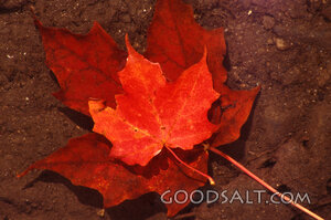 Autumn Maple Leaves on Earth