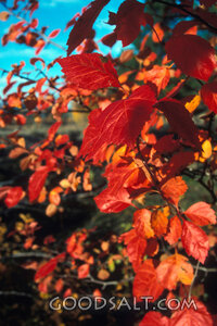 Autumn Leaves of Creation