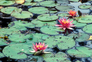 Water Lilies on a Quiet Pond