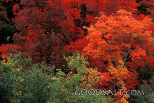 Autumn Forest in Full Splendor