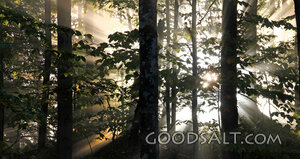 Light Through the Trees