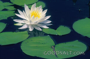Lily Floating With Lily Pads in Pond