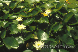 Water Lilies of Providence