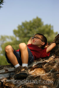 Little boy daydreaming in tree in summer.