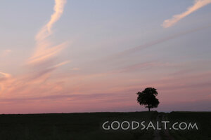 Lone Tree