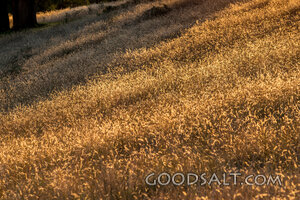 Long dry yellow grass