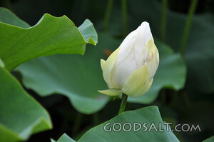 Lotus Bloom
