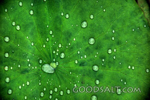 Lotus Leaf 2