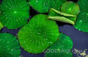 Lotus Leaves on Water