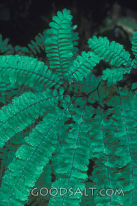 Luscious Fern