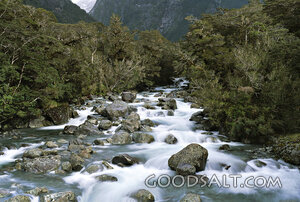 Rushing Waters in the Mountain Forest