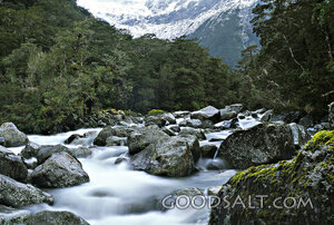 Mountain Stream Through the Forest