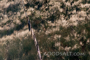 Outback Fence in Long Grass