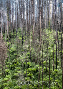 Forest Regrowth After Fire