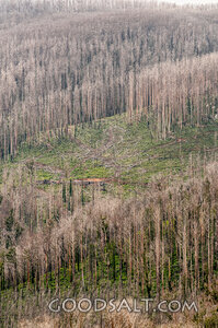 Renewal on the Burned Hillside