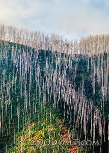 Fire-Scarred Forest Hillside