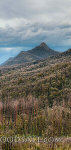 Mountain Above the Fire-Scarred Forest