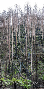Regrowth Among the Fire-Scarred Trees
