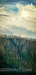 After the Bushfire, Toward the Light