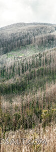 Forest Regrowth After Fire