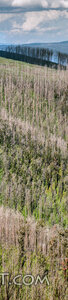 Alpine Forest Renewal