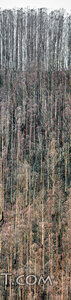 Forest Renewal After Fire