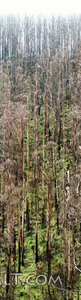 Forest Regrowth After Fire