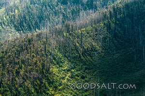 Fire-Scarred Woodland Hill