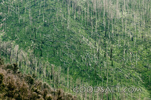 Fire-Scarred Woodland Hill