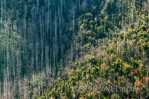 Fire-Scarred Woodland Hill