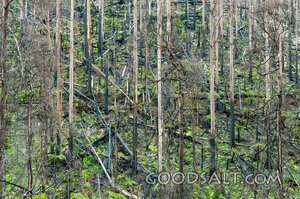 Renewal Among the Fire-Scarred Trees