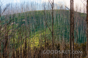 Forest Renewal After the Fire