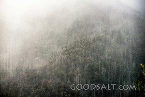 Morning Mist Over the Forest