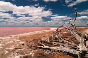 Driftwood at the Pink Salt Lake