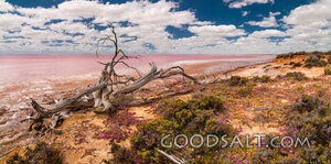 Driftwood at the Salt Lake Shore