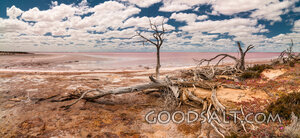 Driftwood at the Salt Lake Shore