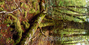 Ancient Beech Roots Beside a Forest Creek