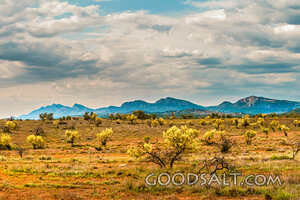 Spring Trees Beneath Distant Mountains