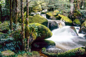 Living Waters in the Forest