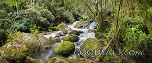 Living Waters in the Forest