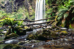 Sanctuary Waters in the Forest