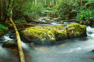 Living Waters in the Forest