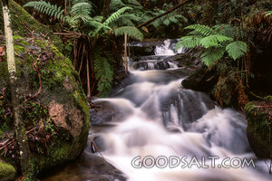 Forest Stream of Living Water