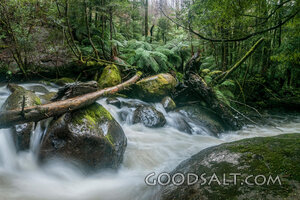Rainforest Stream of Living Water