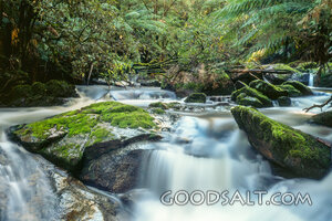 Living Water in the Forest
