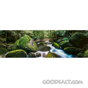 Streams in the Quiet Forest