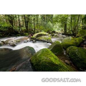 Streams Through the Forest
