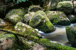 Living Water Among Mossy Stones