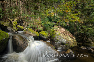 Forest Stream Over Mossy Stones